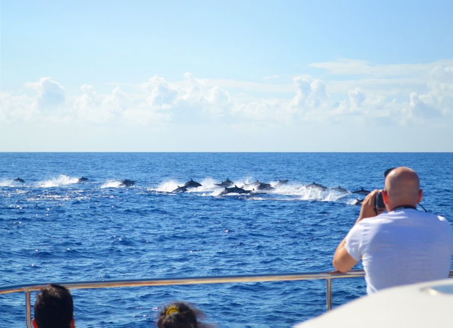 All Inclusive Whale and Dolphin Watching Luxury Tour - Key details before you book
