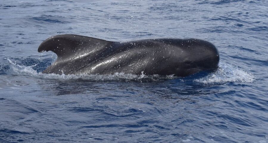 All Inclusive Whale and Dolphin Watching Luxury Tour - Snacks, drinks, and the open bar