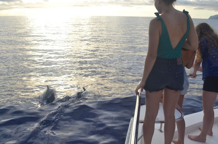 All Inclusive Whale and Dolphin Watching Luxury Tour - A quiet stop in the Atlantic