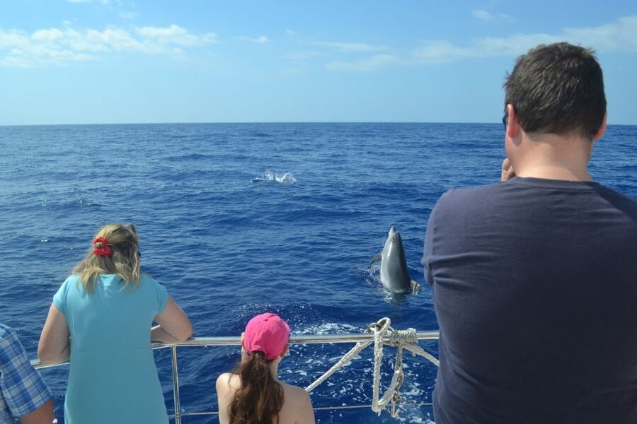 All Inclusive Whale and Dolphin Watching Luxury Tour - The return along Funchal’s coast