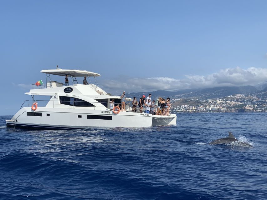 All Inclusive Whale and Dolphin Watching Luxury Tour - What the luxury label means here