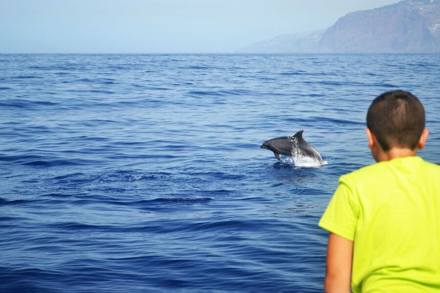 All Inclusive Whale and Dolphin Watching Luxury Tour - The drawbacks you should weigh