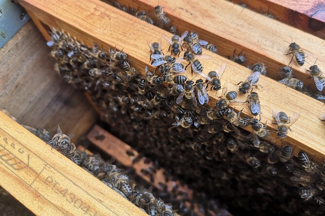 Amazing experience with Bees, honey and Pollen in Madeira Island - A rare look inside a Madeira beehive