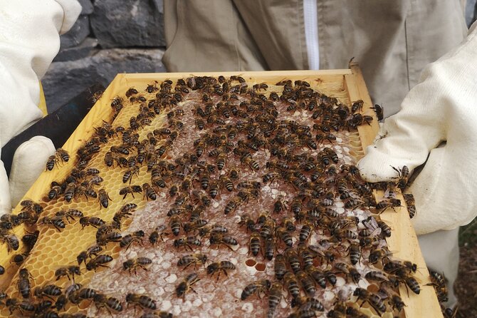 Amazing experience with Bees, honey and Pollen in Madeira Island - Opening the hive and looking for the queen