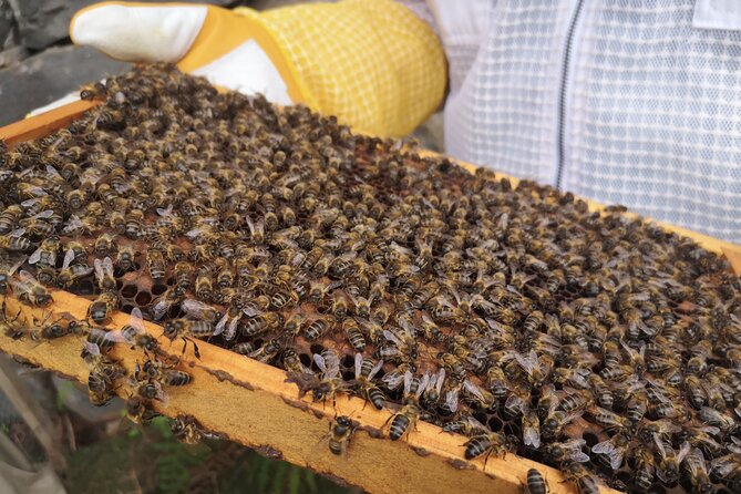 Amazing experience with Bees, honey and Pollen in Madeira Island - Honey, fresh pollen, cheese, and regional cider