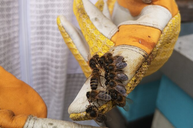 Amazing experience with Bees, honey and Pollen in Madeira Island - Is the private format worth the price?