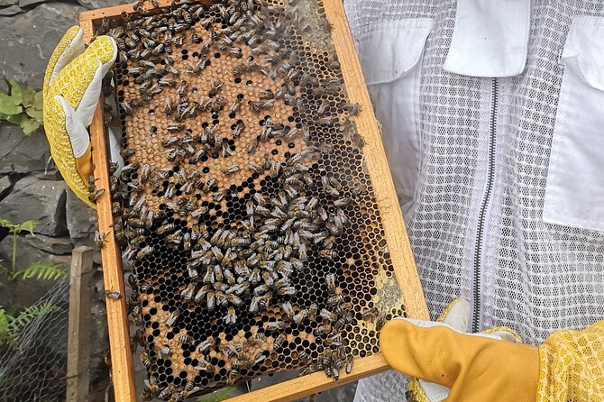 Amazing experience with Bees, honey and Pollen in Madeira Island - Timing, weather, and planning your afternoon