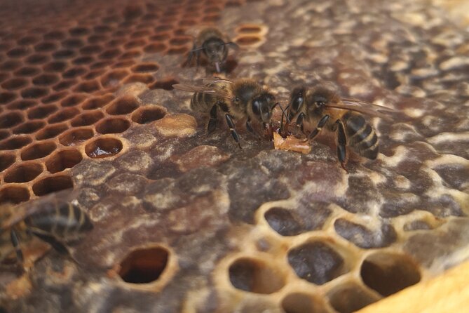 Amazing experience with Bees, honey and Pollen in Madeira Island - Who will enjoy this Madeira experience most?