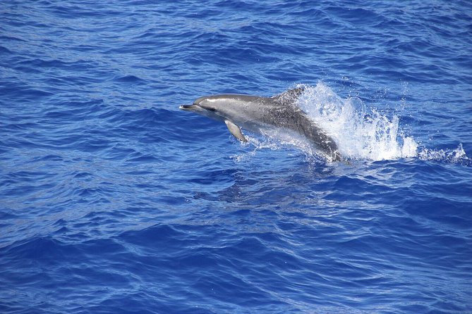 Arieiro Peak and Cristo Rei 4x4 Experience + Dolphins Watching - Pico do Arieiro at 1,818 meters