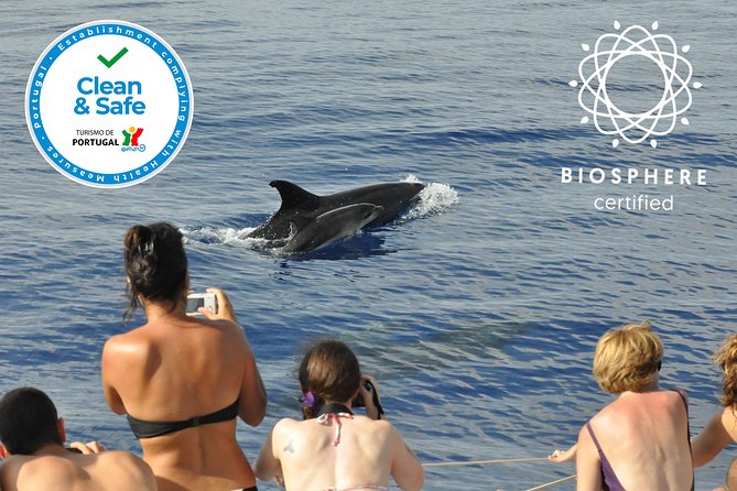 Arieiro Peak and Cristo Rei 4x4 Experience + Dolphins Watching - Three hours searching for dolphins and whales
