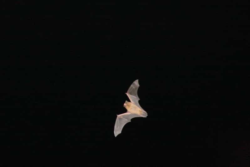 Bat Watching Madeira - Key points at a glance