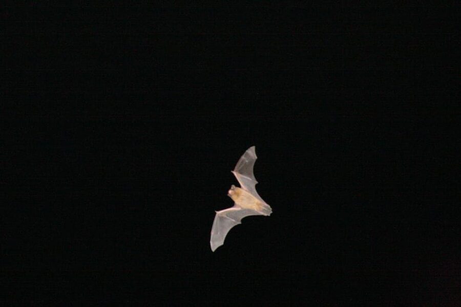 Bat Watching Madeira - The first observation stop after dark