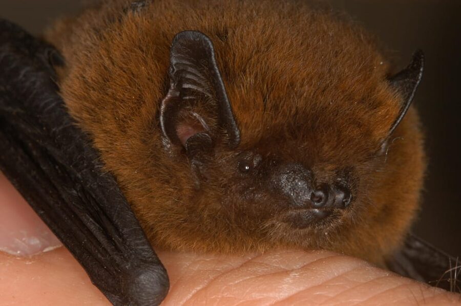 Bat Watching Madeira - Moving between three or four locations