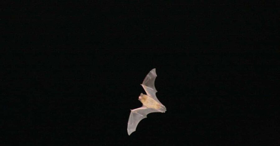 Bat Watching Madeira - Meeting the guide and becoming a bat scientist