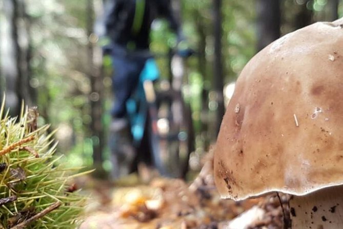 Botanical Trails of Madeira. Mountain biking Trail Experience - Key points to know before you ride