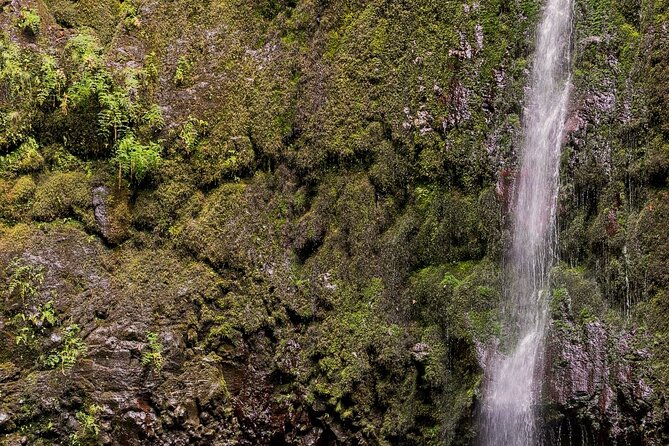 Caldeirão Verde Levadas Walk in Madeira - How the morning pickup works from Funchal