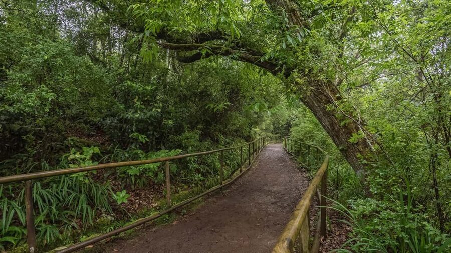 Caldeirão Verde: Queimadas PR9 Transfer and Self-Guided Hike - Queimadas Park sets the mood