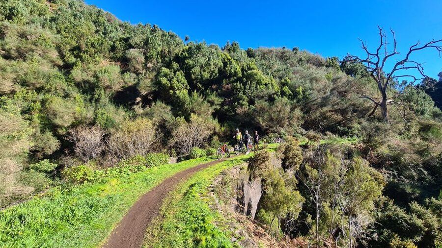 Camacha: Levada Trail e-Bike Guided Tour - The water mill and the shaped tree