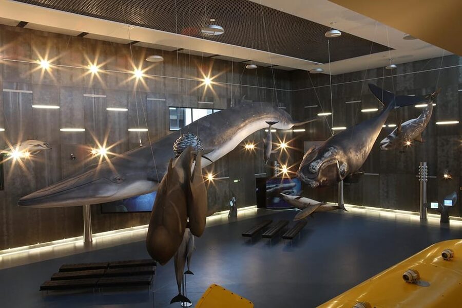Caniçal : Madeira Whale Museum Entry ticket - Why Caniçal’s Whale Museum matters