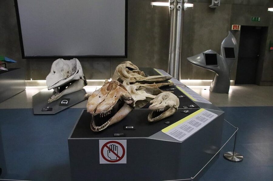 Caniçal : Madeira Whale Museum Entry ticket - Is the $11 price good value?