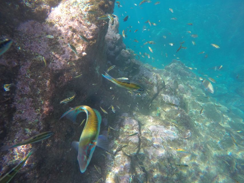 Caniço, Madeira: Marine Reserve Kayak & Snorkelling Tour - Guides who keep the mood relaxed