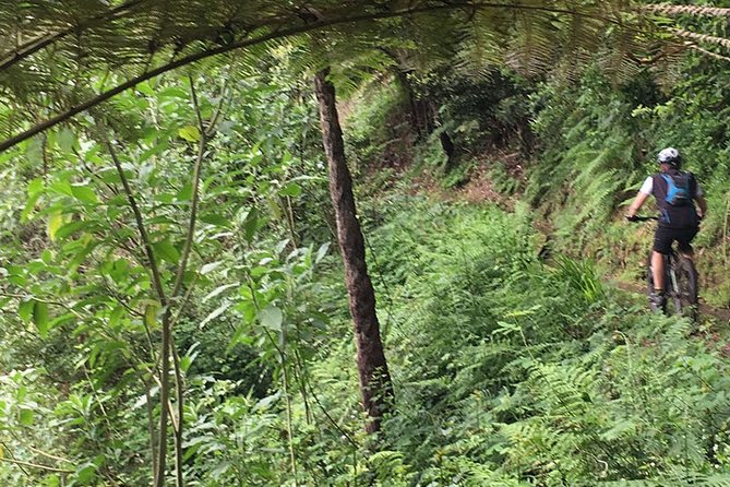 Cross Country - Moutain Bike Tour - Starting among the Laurissilva trees