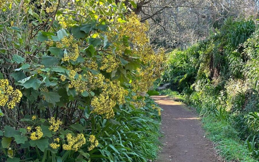 Discover the Paradise Valley - a quick escape for Everyone - Following an easy path through Laurissilva