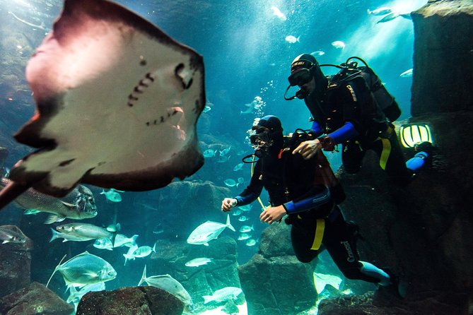 Diving in the Madeira Aquarium - Key points to know before booking