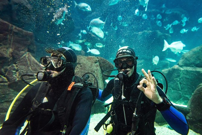 Diving in the Madeira Aquarium - How the guides shape the experience