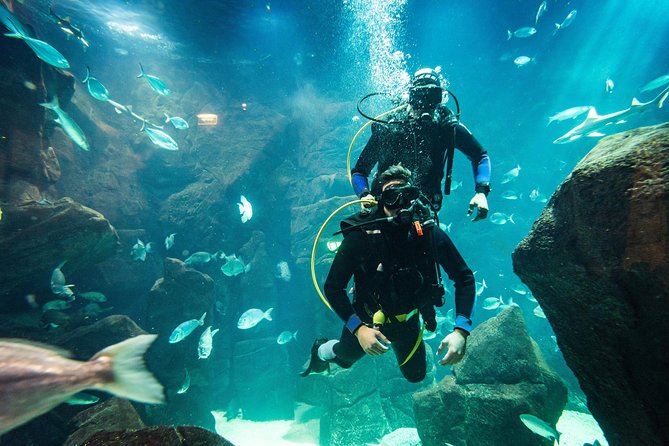Diving in the Madeira Aquarium - Timing, group size, and the one real weakness
