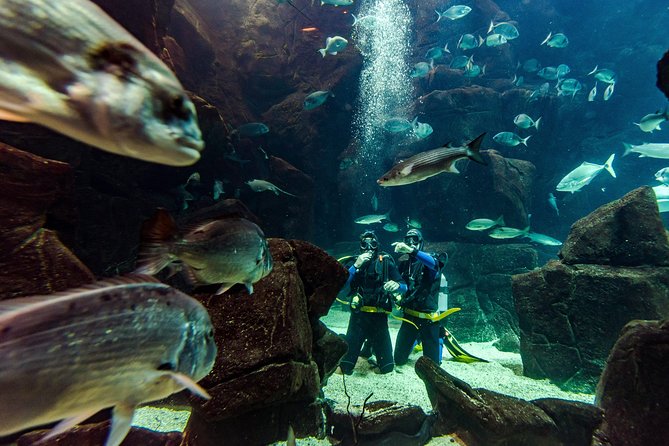 Diving in the Madeira Aquarium - The briefing, equipment, and first underwater steps