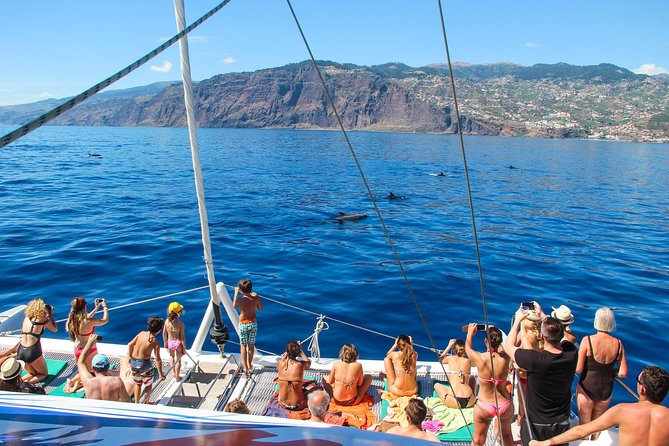 Dolphin and Whale Watching Catamaran Cruise from Funchal - Cabo Girão and the swimming stop