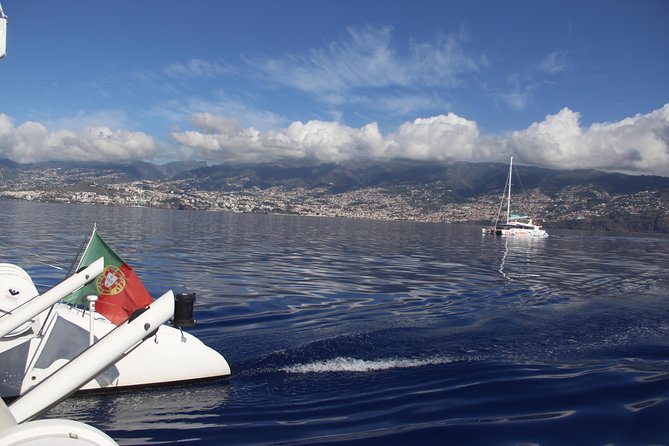 Dolphin and Whale Watching Catamaran Cruise from Funchal - Is $48.27 good value?