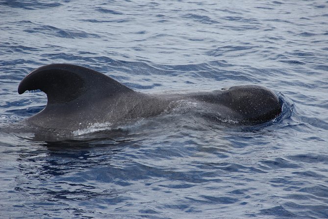 Dolphin and Whale Watching Catamaran Cruise from Funchal - Who will enjoy this Madeira boat trip?