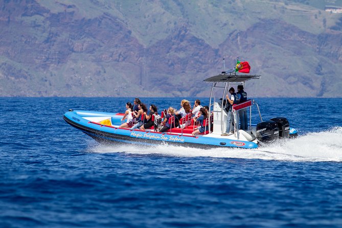 Dolphin - Whale - Turtle - Bird Watching - Why the small RIB makes a difference from Funchal