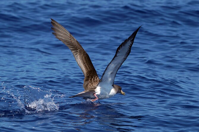 Dolphin - Whale - Turtle - Bird Watching - Returning along Funchal Bay