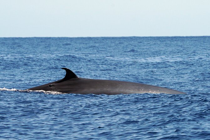 Dolphin - Whale - Turtle - Bird Watching - Seeing Câmara de Lobos from the Atlantic