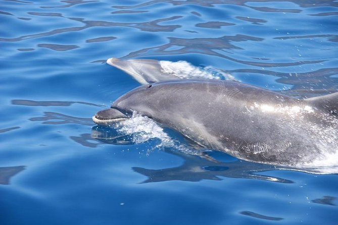Dolphin - Whale - Turtle - Bird Watching - What the $60.49 price buys you