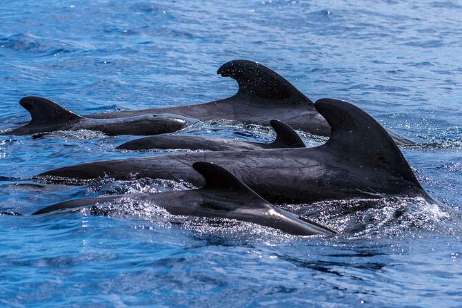 Dolphin - Whale - Turtle - Bird Watching - Who will enjoy this sea safari most