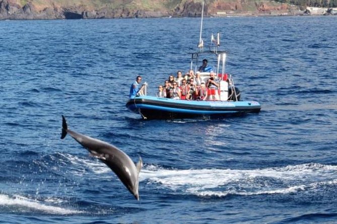 Dolphin - Whale - Turtle - Bird Watching - Timing, weather, and the wildlife gamble