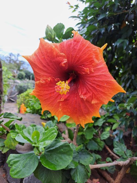 EAST MADEIRA:,Peaks, Forest walk,Thatched Roofs, Rum factory - Why East Madeira works so well in one day