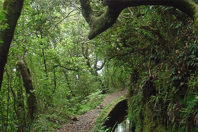 EAST: Pico do Arieiro & Laurissilva Forest - Full Day tour - Santana’s thatched houses and farming traditions