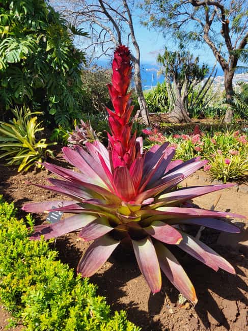 East Side of Madeira – Elegant Alternative to 4x4 Adventures - The east of Madeira in six useful details
