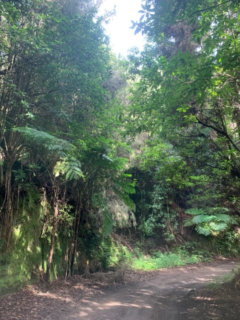 East Tour: Classic jeep tour to East Madeira - Santana - Driving conditions, comfort, and group style