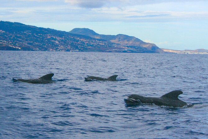 Eco-Friendly Catamaran Dolphin and Whale Watching - Life aboard the catamaran