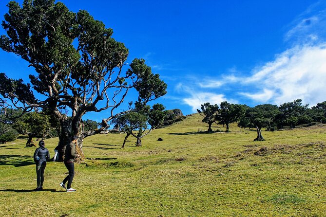 Exploring new Northwest frontiers: Beyond Madeira in 4x4 tour - Fanal: the tour’s most atmospheric stop