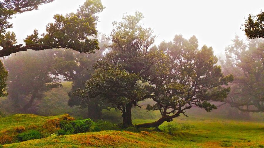 Fanal / Assobiadores - Levada Walk - Booking, cancellation, and practical planning
