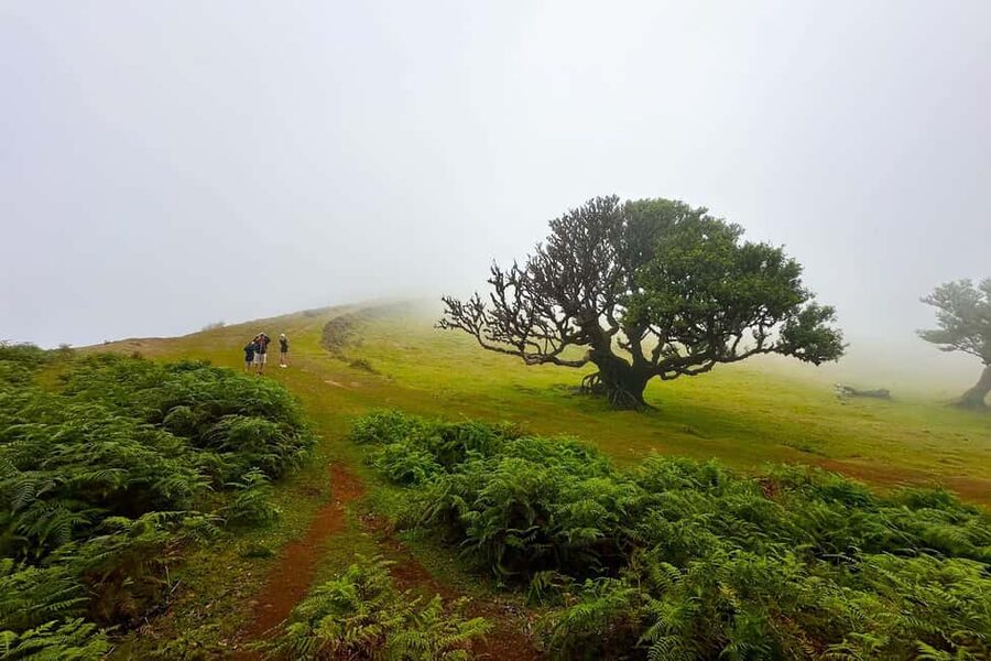Fanal / Assobiadores - Levada Walk - Why Fanal’s old forest matters