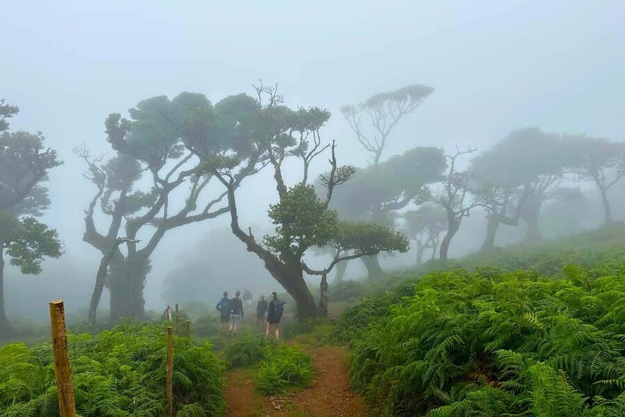 Fanal / Assobiadores - Levada Walk - What the guides add to the day