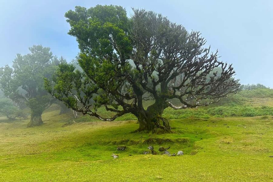Fanal / Assobiadores - Levada Walk - Pickup details in Funchal and nearby areas